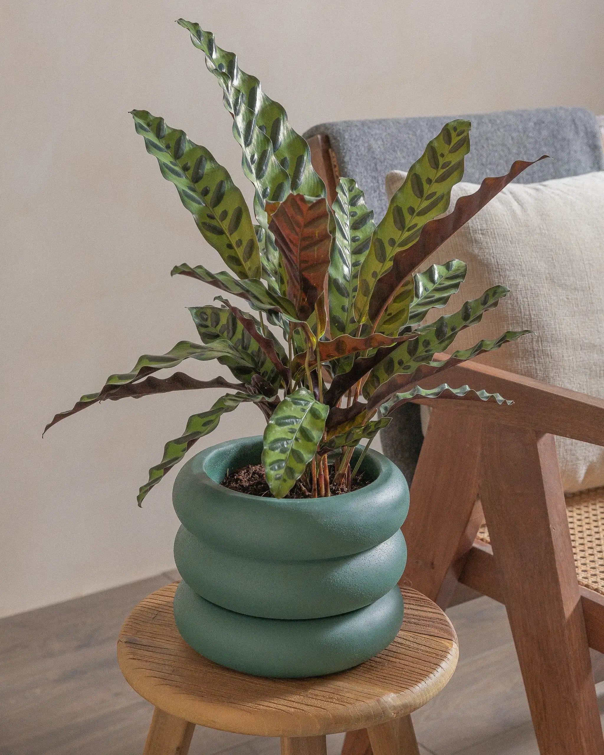 Rattlesnake-Plant-50cm-Meyer-Slate-Green-Plntd-Lifestyle-19