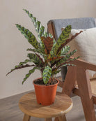 Rattlesnake-Plant-50cm-Nursery-Pot-Default-Plntd-Lifestyle-14