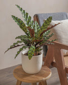 Rattlesnake-Plant-50cm-Round-Chalk-White-Plntd-Lifestyle-9