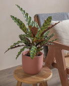 Rattlesnake-Plant-50cm-Round-Old-Red-Plntd-Lifestyle-11