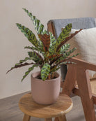 Rattlesnake-Plant-50cm-Round-Rose-Pink-Plntd-Lifestyle-12