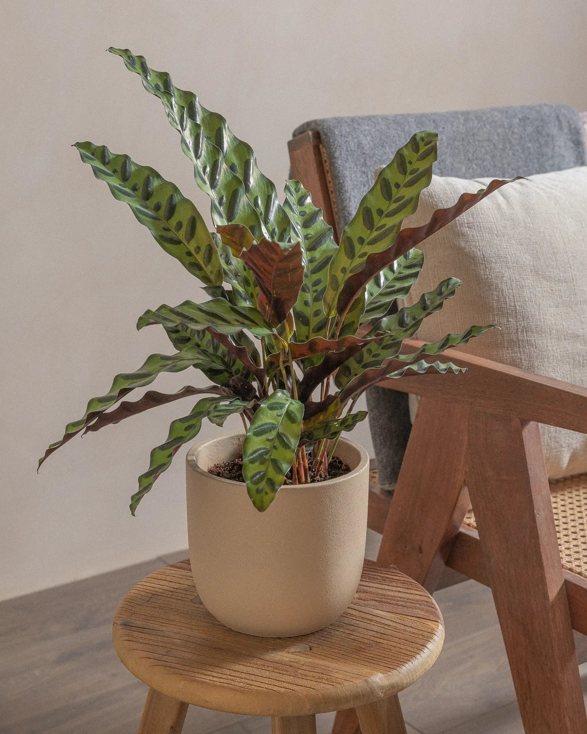 Rattlesnake-Plant-50cm-Round-Sand-Plntd-Lifestyle-10