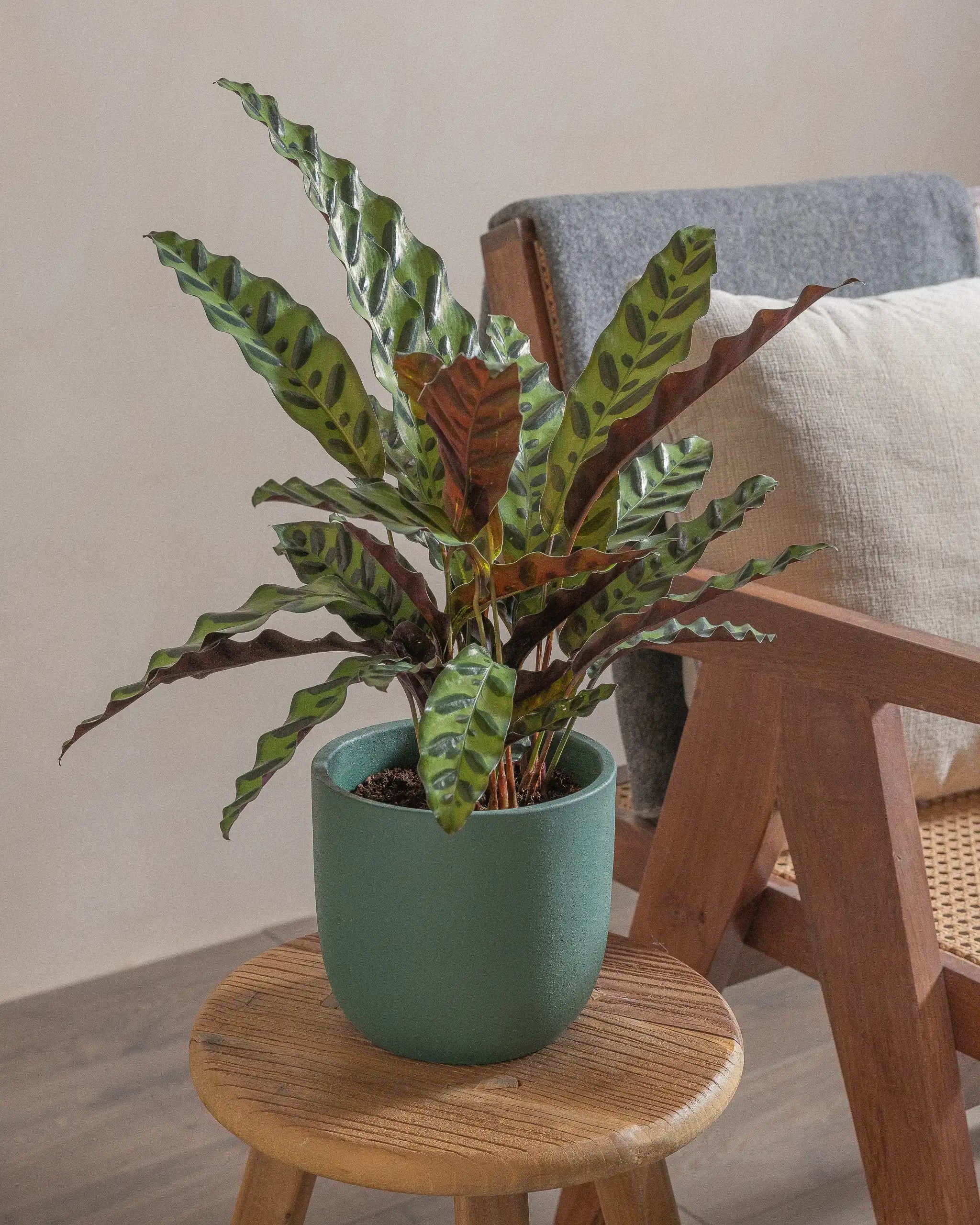 Rattlesnake-Plant-50cm-Round-Slate-Green-Plntd-Lifestyle-13