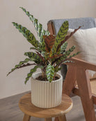 Rattlesnake-Plant-50cm-Runic-Chalk-White-Plntd-Lifestyle-17