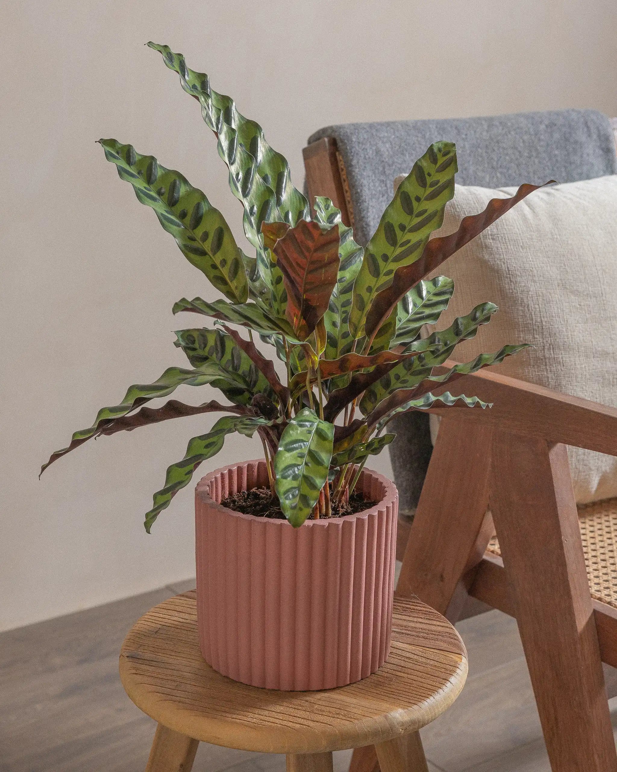 Rattlesnake-Plant-50cm-Runic-Old-Red-Plntd-Lifestyle-15