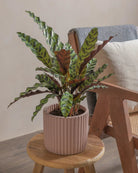 Rattlesnake-Plant-50cm-Runic-Rose-Pink-Plntd-Lifestyle-18