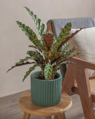 Rattlesnake-Plant-50cm-Runic-Slate-Green-Plntd-Lifestyle-16