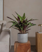 Rattlesnake-Plant-70cm-Circle-Cement-Grey-Plntd-Lifestyle-36