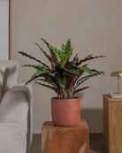 Rattlesnake-Plant-70cm-Circle-Corvan-Red-Plntd-Lifestyle-34