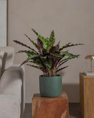 Rattlesnake-Plant-70cm-Circle-Olive-Green-Plntd-Lifestyle-37