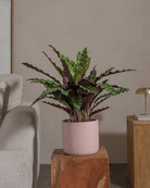 Rattlesnake-Plant-70cm-Circle-Rose-Pink-Plntd-Lifestyle-33