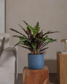 Rattlesnake-Plant-70cm-Circle-Teia-Blue-Plntd-Lifestyle-38