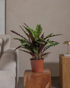 Rattlesnake-Plant-70cm-Nursery-Pot-Default-Plntd-Lifestyle-31