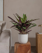 Rattlesnake-Plant-70cm-Round-Chalk-White-Plntd-Lifestyle-30