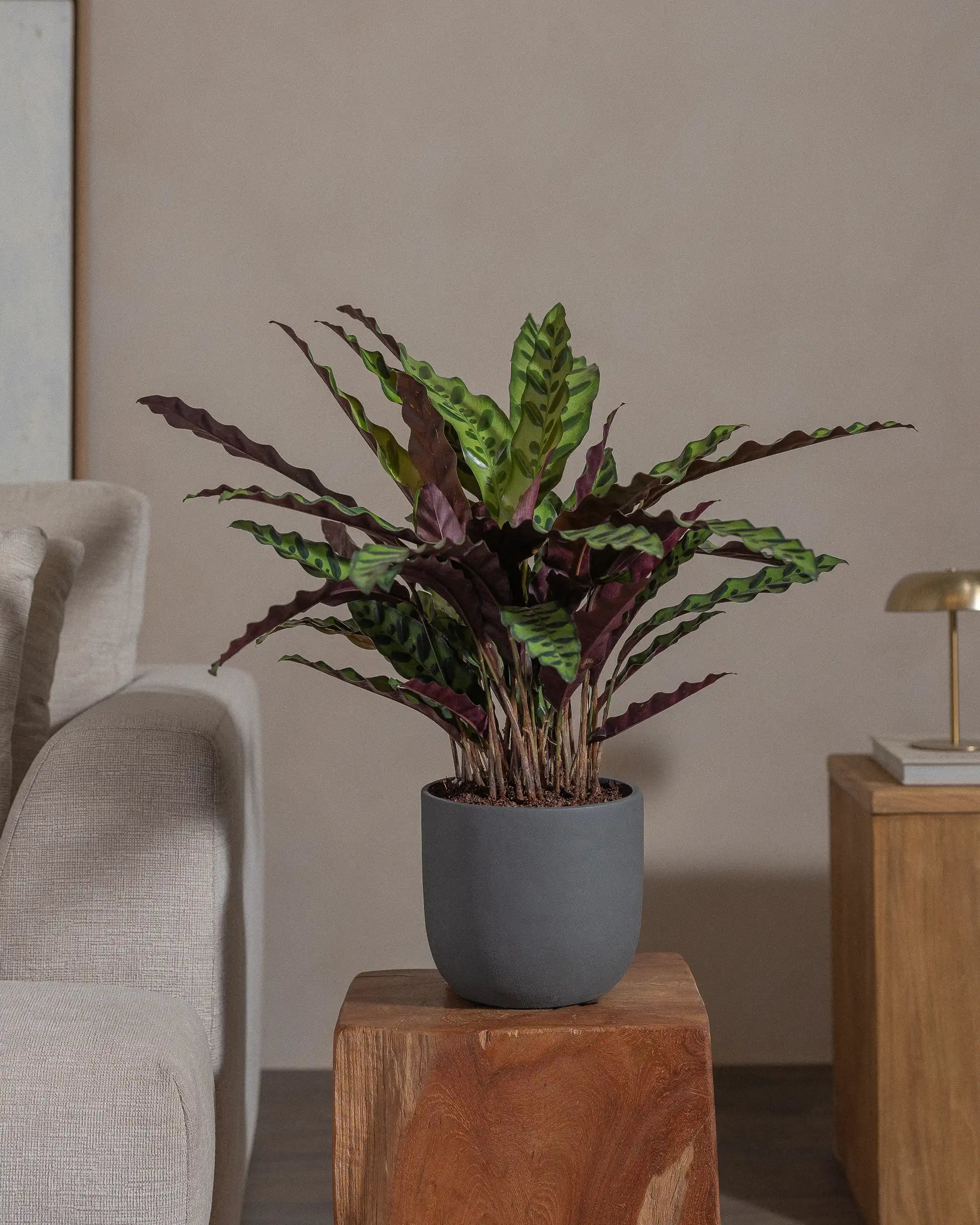 Rattlesnake-Plant-70cm-Round-Ember-Plntd-Lifestyle-29