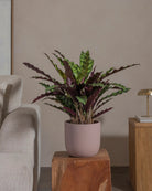 Rattlesnake-Plant-70cm-Round-Rose-Pink-Plntd-Lifestyle-25