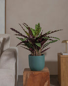 Rattlesnake-Plant-70cm-Round-Slate-Green-Plntd-Lifestyle-28