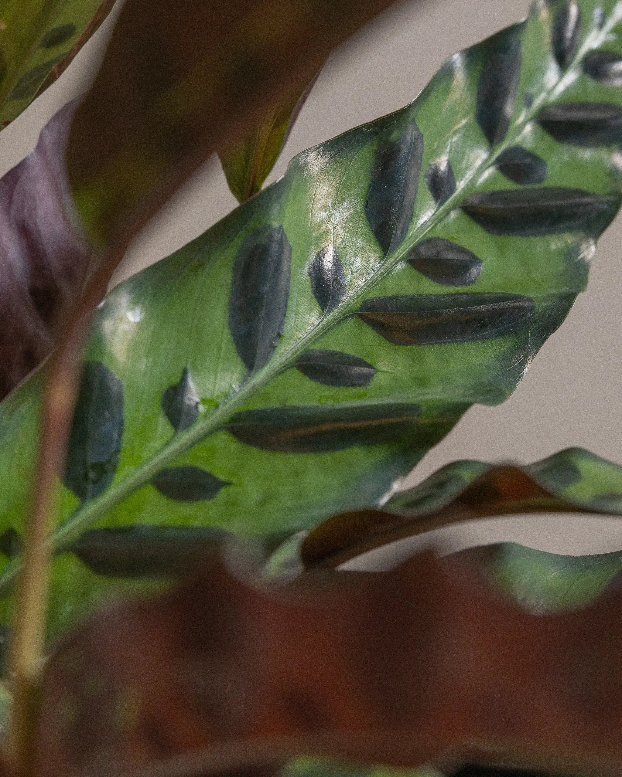 Rattlesnake-Plant-Plntd-Macro