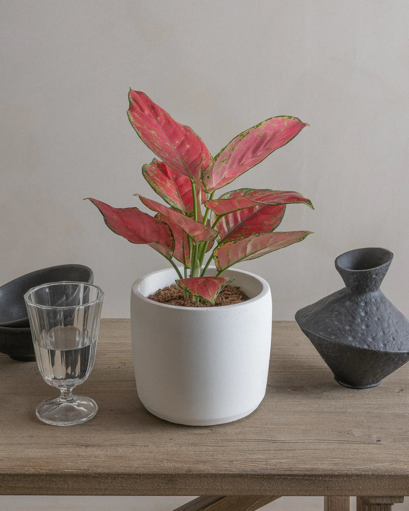 Red-Lime-40cm-Circle-Chalk-White-Plntd-Lifestyle