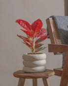 Red-Lime-40cm-Meyer-Chalk-White-Plntd-Lifestyle-18