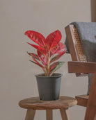 Red-Lime-40cm-Nursery-Pot-Default-Plntd-Lifestyle