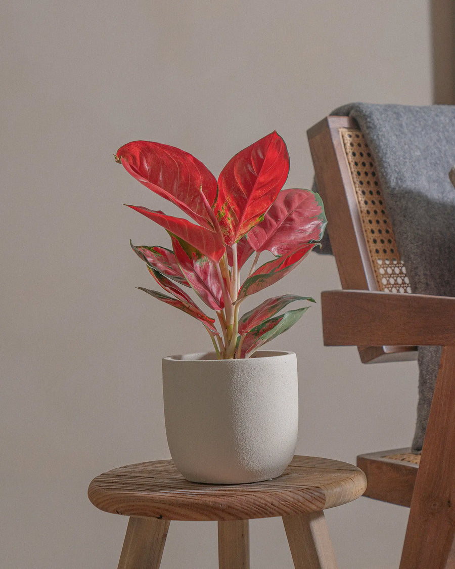 Red-leafed plant in a white pot on a wooden stool near a chair.