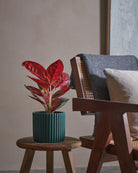 Red Lime-40cm-Runic-Slate Green-Plntd-Lifestyle