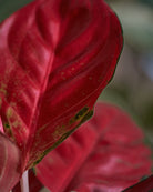 Red-Lime-Plntd-Macro-25