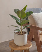 Rubber-Tree-40cm-Circle-Chalk-White-Plntd-Lifestyle-32