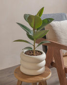 Rubber-Tree-40cm-Meyer-Chalk-White-Plntd-Lifestyle-36