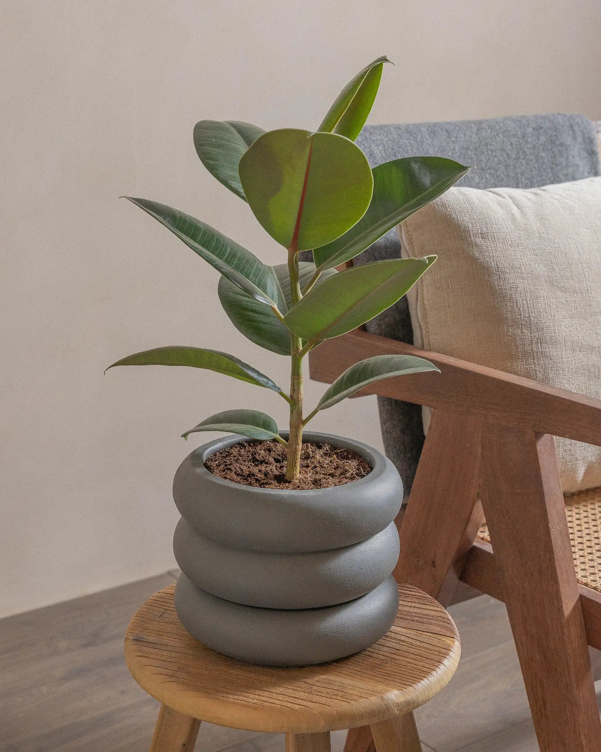 Rubber-Tree-40cm-Meyer-Ember-Plntd-Lifestyle-41