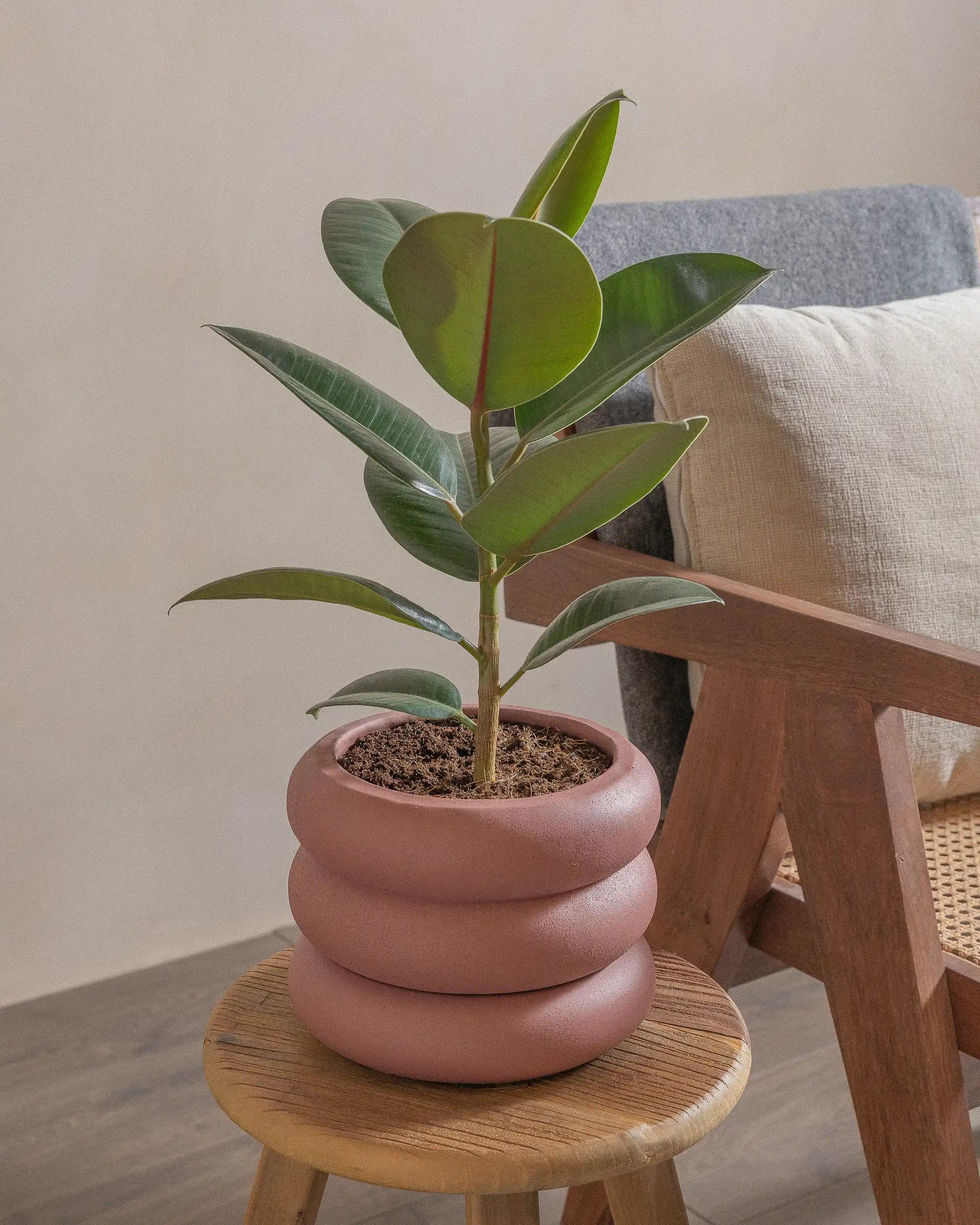 Rubber-Tree-40cm-Meyer-Old-Red-Plntd-Lifestyle-38