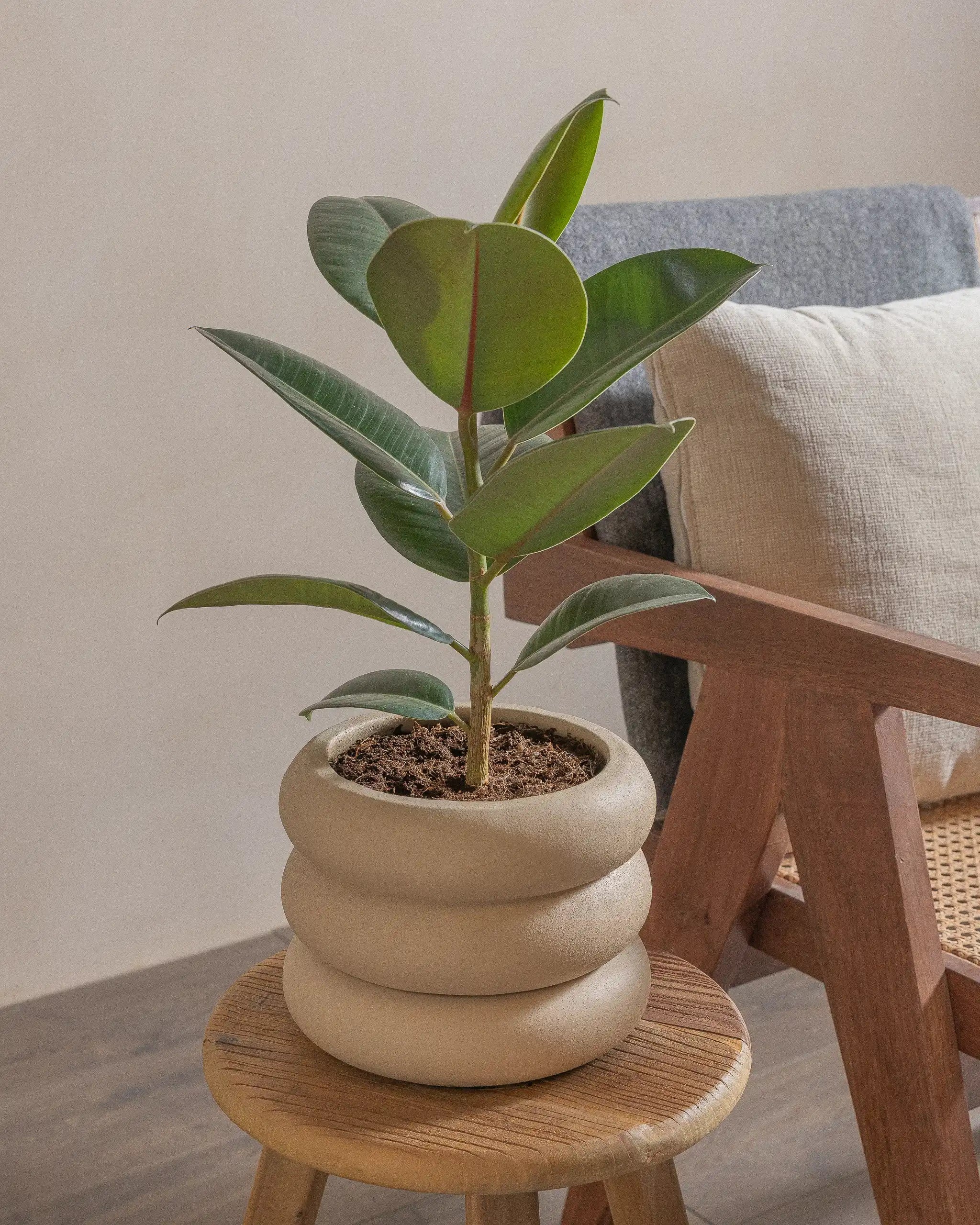 Rubber-Tree-40cm-Meyer-Sand-Plntd-Lifestyle-39