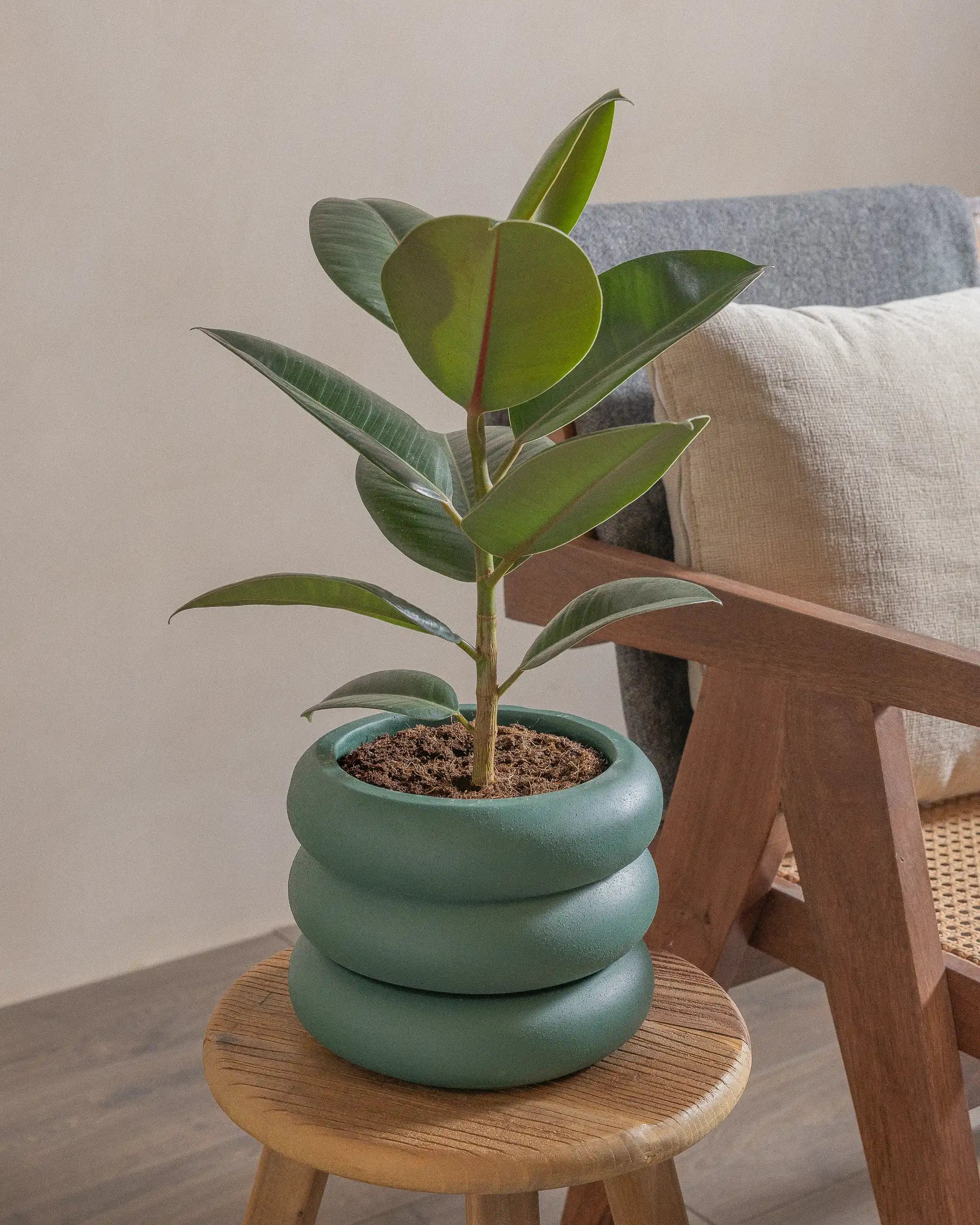 Rubber-Tree-40cm-Meyer-Slate-Green-Plntd-Lifestyle-40