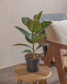 Rubber-Tree-40cm-Nursery-Pot-Default-Plntd-Lifestyle-46