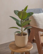 Rubber-Tree-40cm-Round-Sand-Plntd-Lifestyle-25