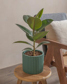 Rubber-Tree-40cm-Runic-Slate-Green-Plntd-Lifestyle-42