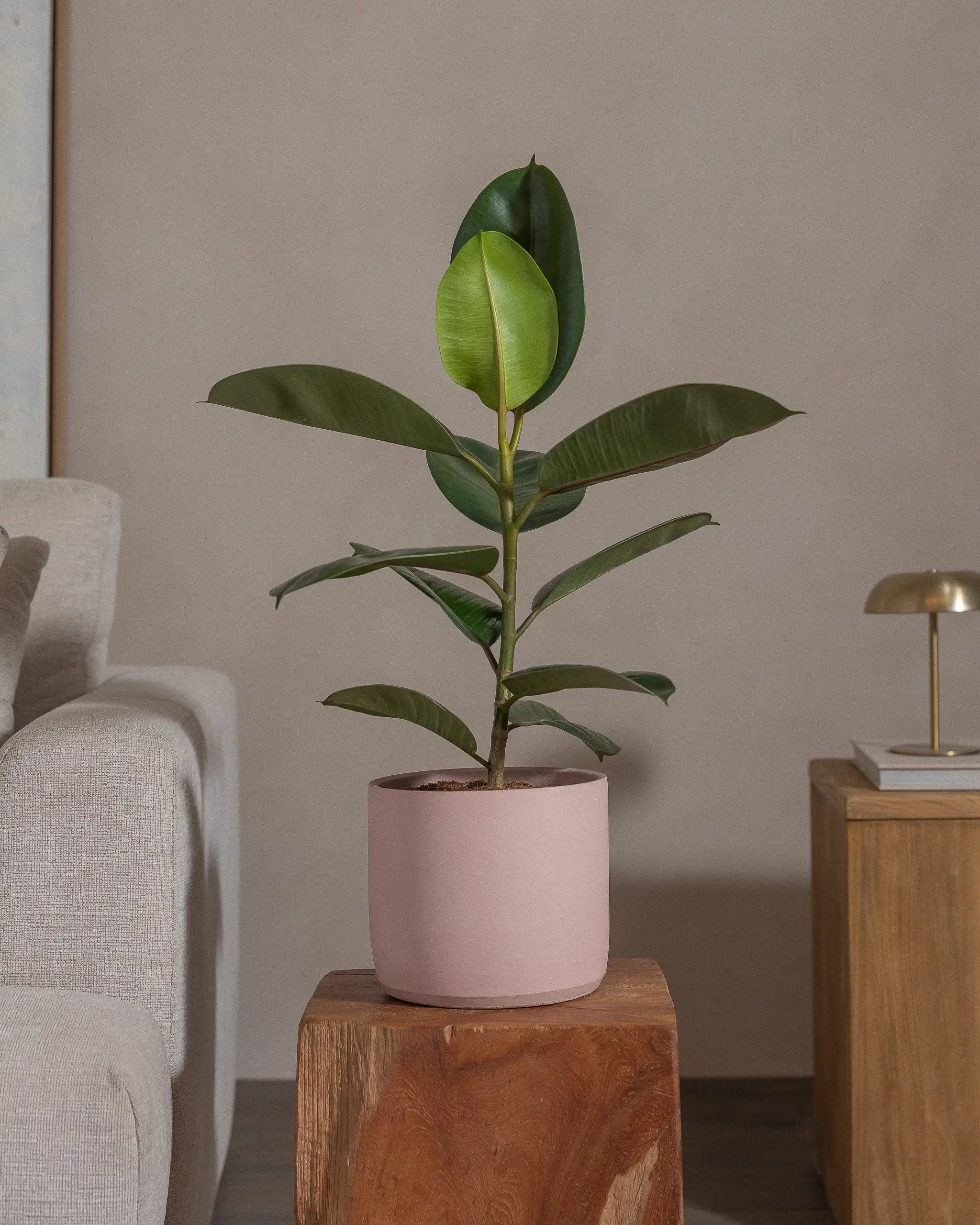 Rubber-Tree-70cm-Circle-Rose-Pink-Plntd-Lifestyle-52