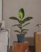 Rubber-Tree-70cm-Nursery-Pot-Default-Plntd-Lifestyle-54