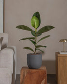 Rubber-Tree-70cm-Round-Ember-Plntd-Lifestyle-46