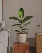 Rubber-Tree-70cm-Round-Sand-Plntd-Lifestyle-44