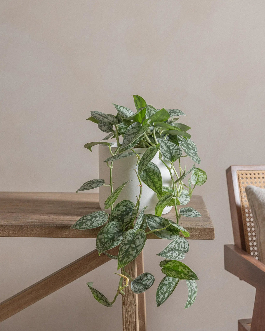 Potted plant with trailing green leaves on a wooden table.