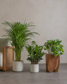 Small-1-Bedroom-Set-50cm-60cm-120cm-Plntd-Lifestyle