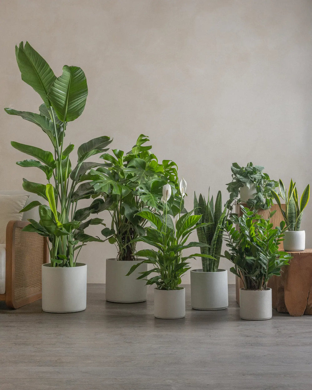 Small-3-Bedroom-Set-40cm-50cm-60cm-80cm-130cm-150cm-Plntd-Lifestyle