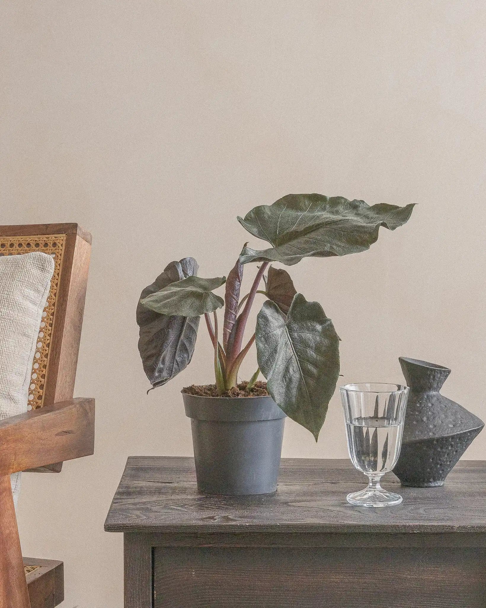 Small-Alocasia-Black-30cm-Nursery-Default-Plntd-Lifestyle