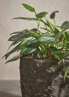 Small-Andesite-01-Plntd-Lifestyle-3