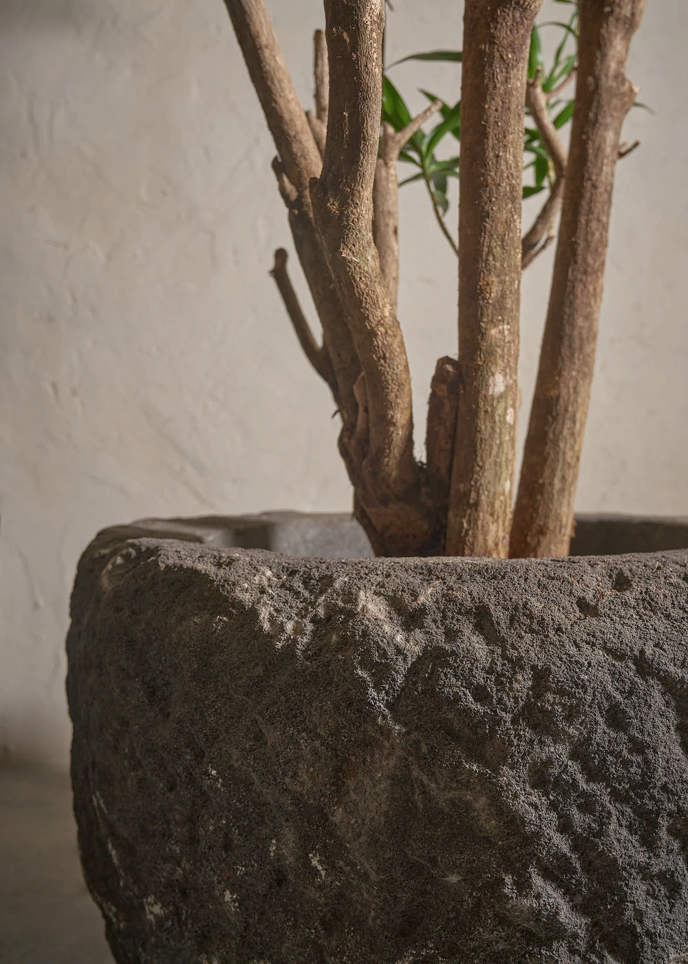 Small-Andesite-03-Plntd-Lifestyle-3