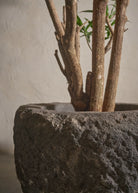 Small-Andesite-03-Plntd-Lifestyle-3