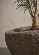 Small-Andesite-04-Plntd-Lifestyle-3