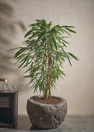 Small-Andesite-05-Yes-Plntd-Lifestyle_389d5f02